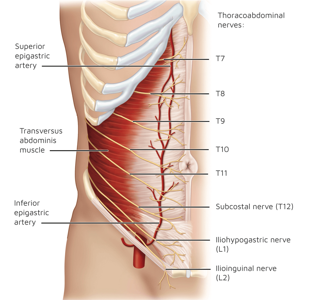 ultrasound